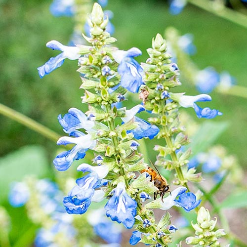 Salvia Perennial Plants