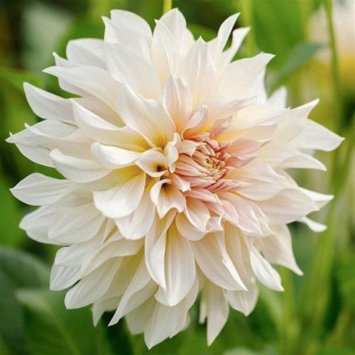 Dahlia Plants
