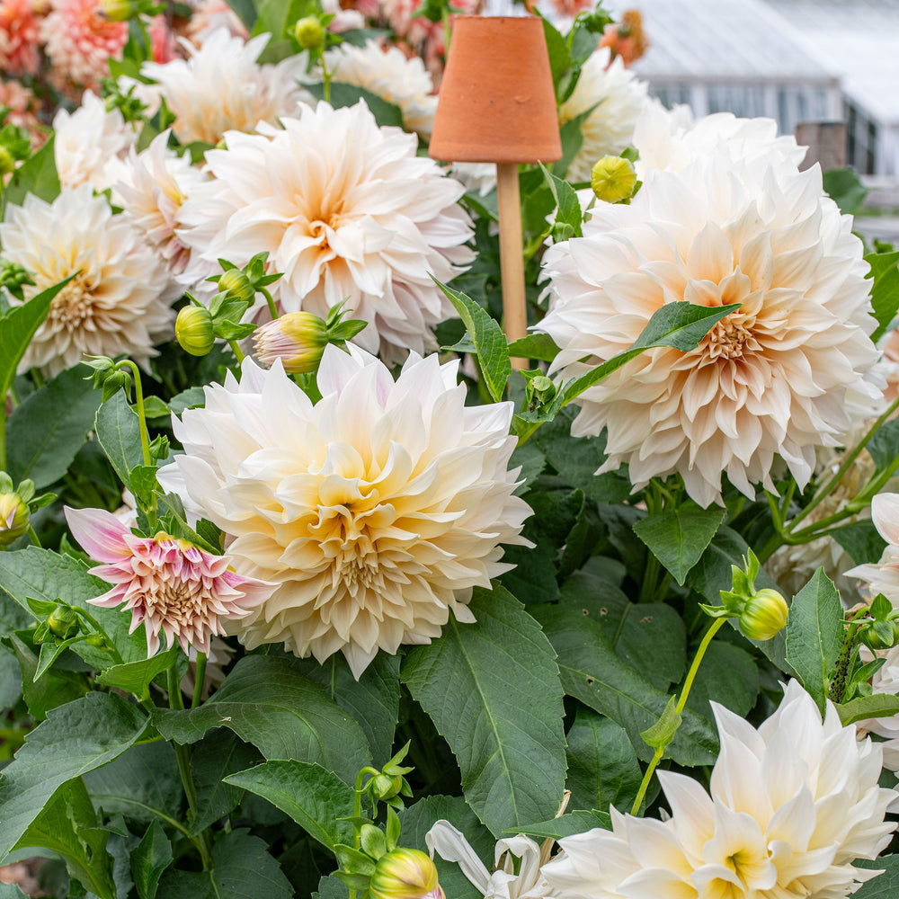 Dahlia Tubers