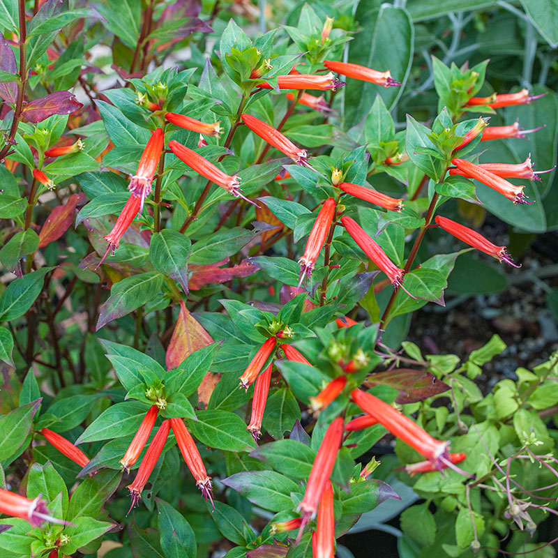 Cuphea Plants