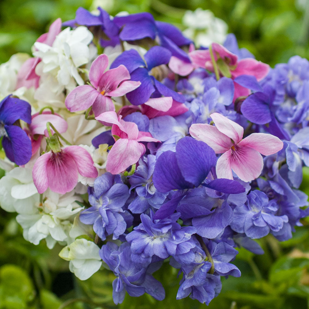Sweet Violet Plants
