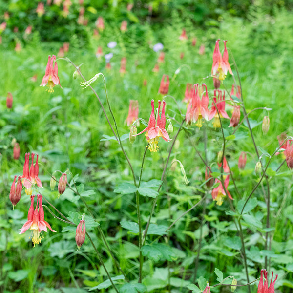 columbine potted plant Wild Columbine plants