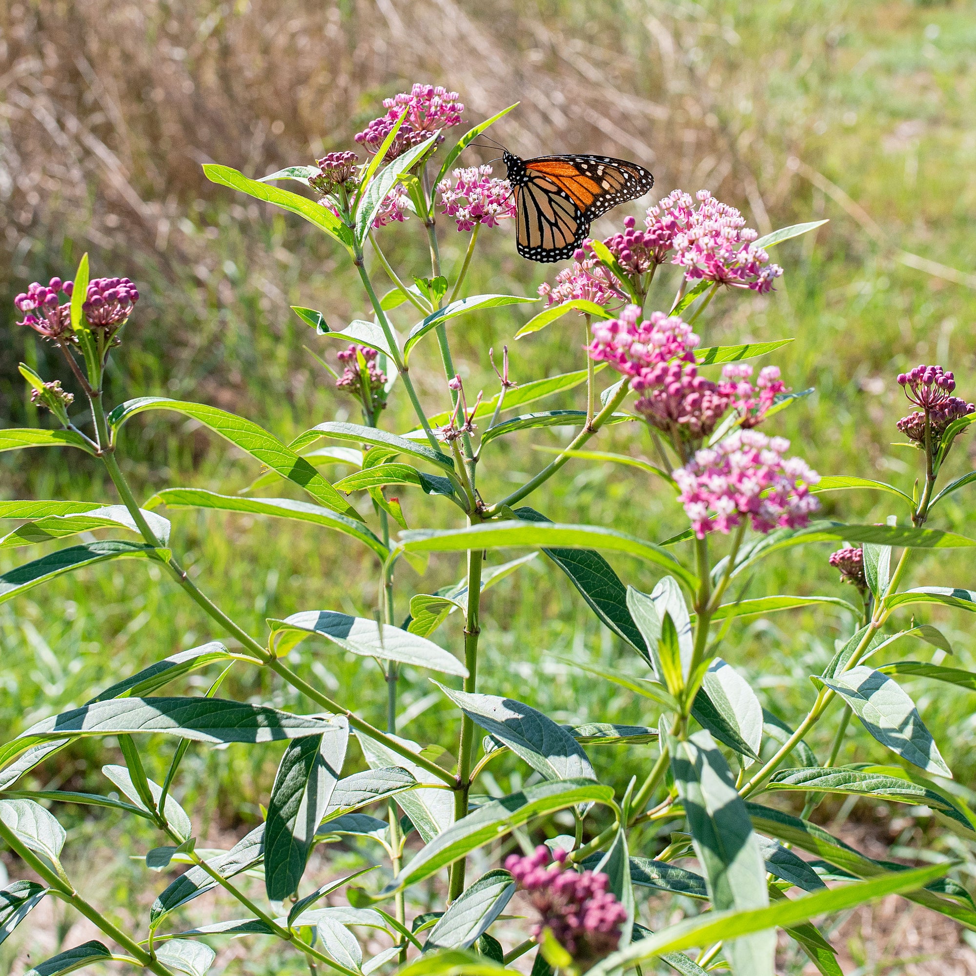 Swamp Milkweed Seeds Asclepias Incarnata Swamp Milkweed Seeds Asclepias Incarnata