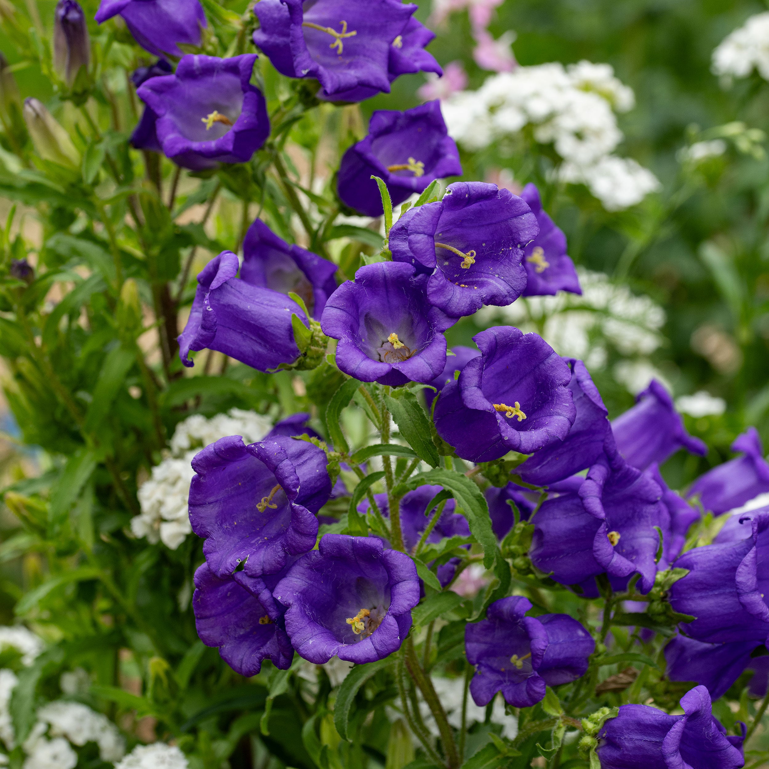 campanula flower seeds Campanula medium Blue