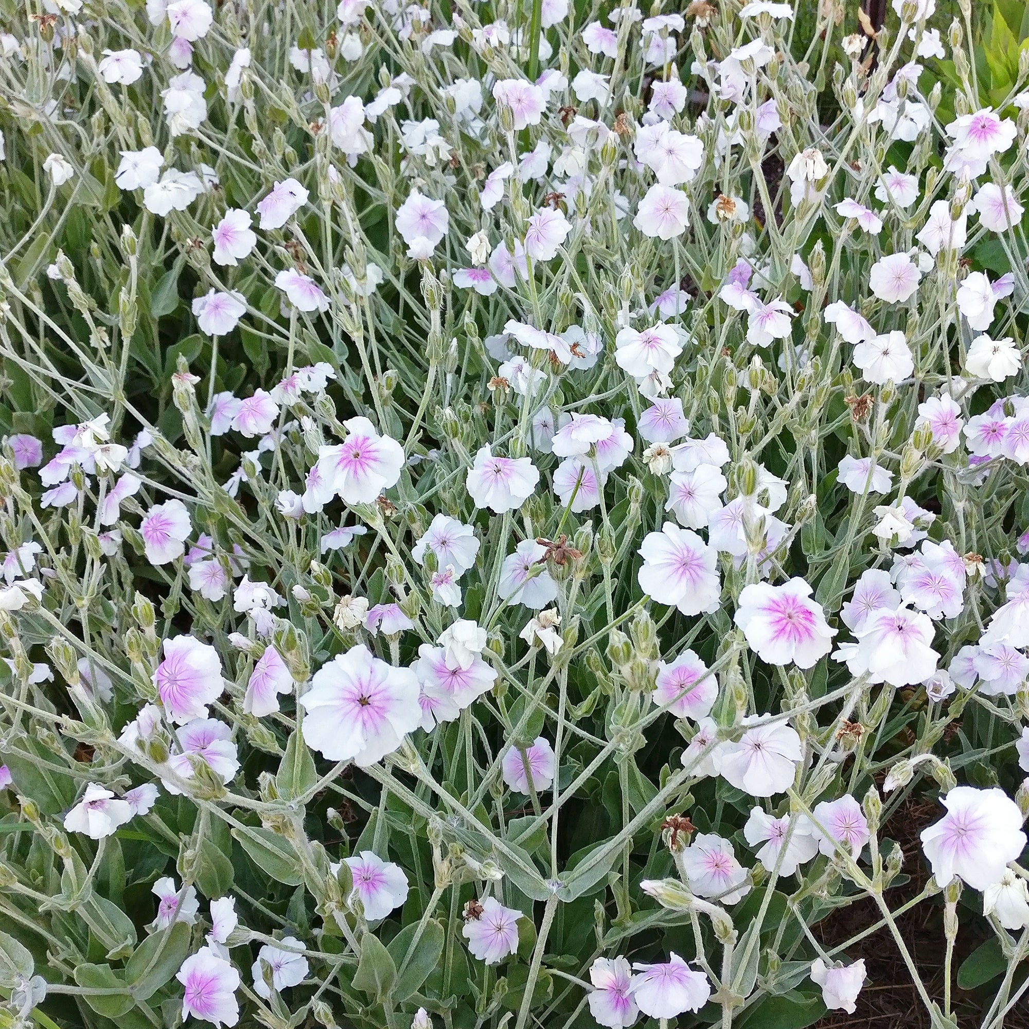 Rose Campion 'Angel's Blush'
