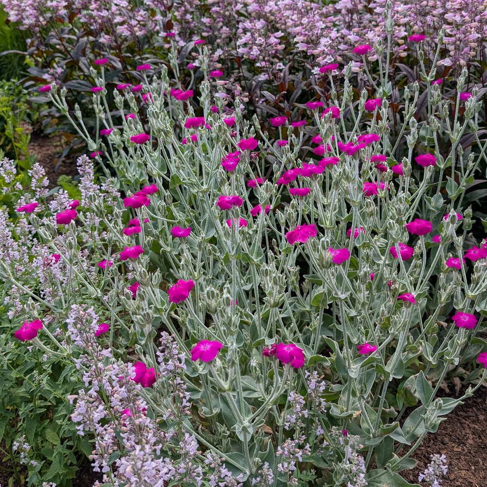 rose campion from seed Rose Campion seeds