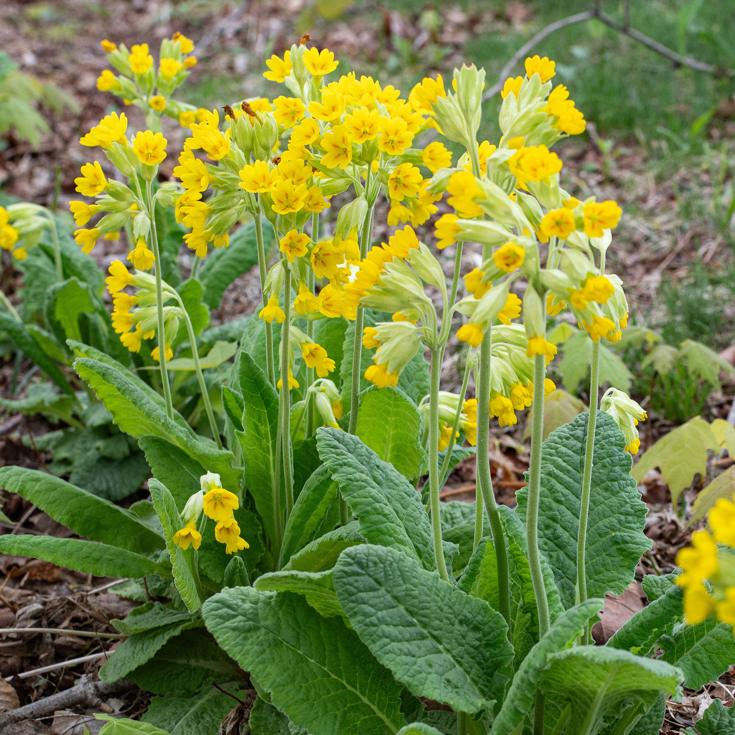 Cowslip Primrose