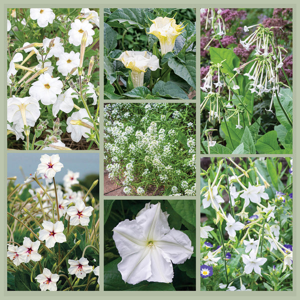 plants for moon garden Moon Garden Bundle