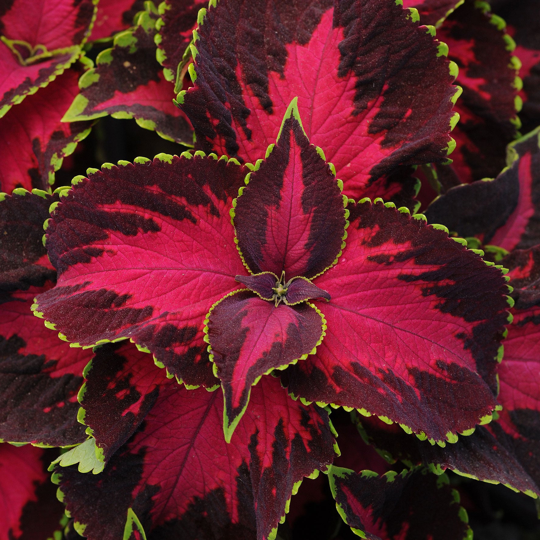 Coleus 'Chocolate Covered Cherry'