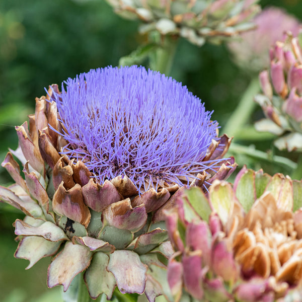 artichoke plant fertilizer Artichoke 'Tavor' Organic