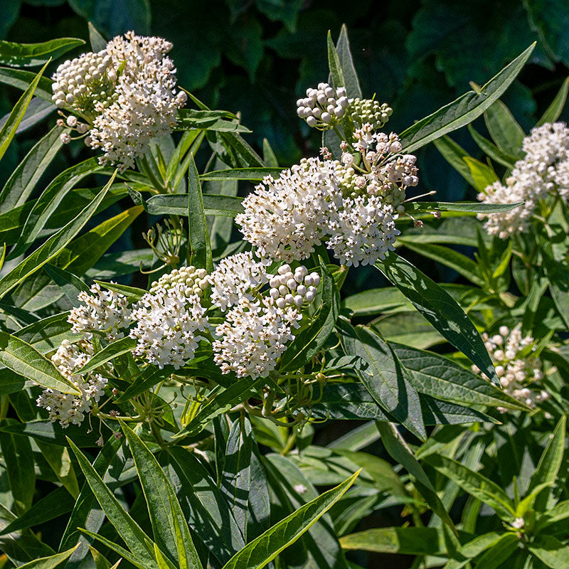planting swamp milkweed seeds Milkweed