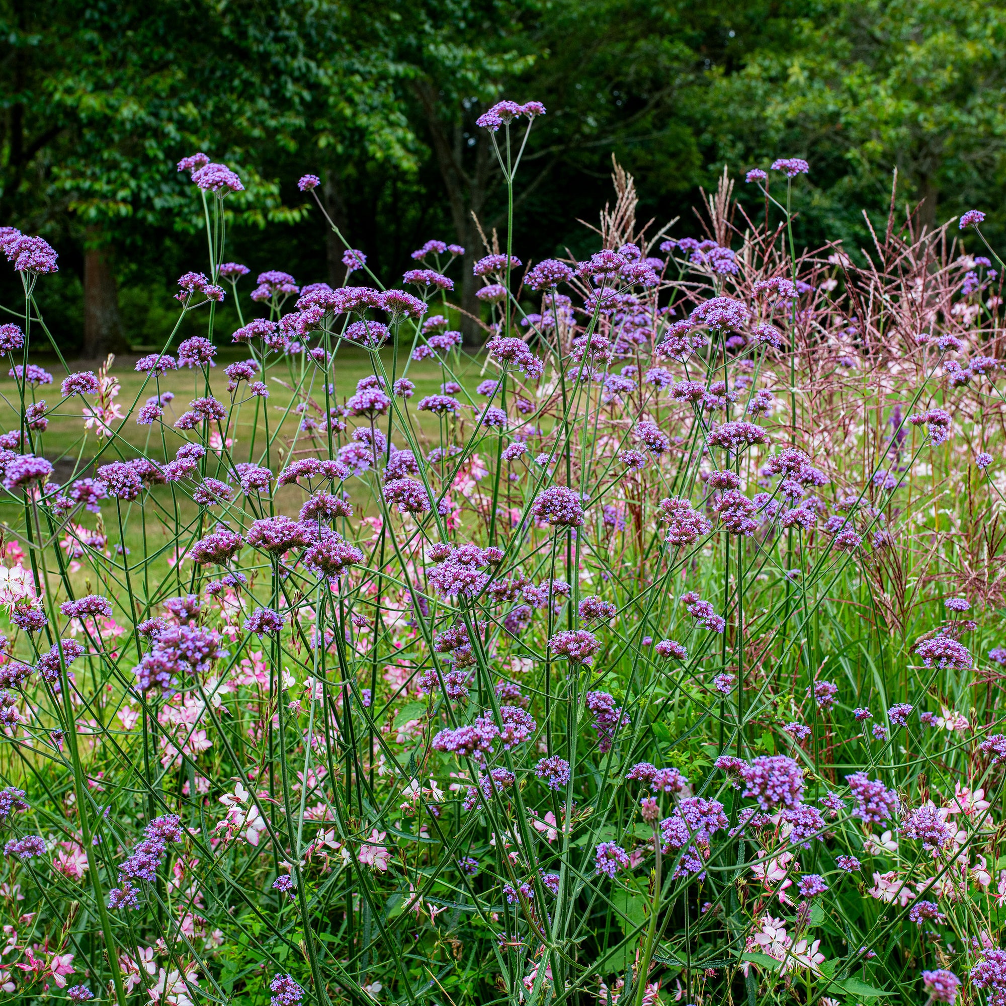 verbena plant indoors Tall Verbena seeds