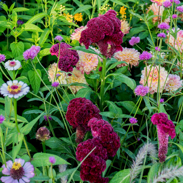 celosia asian garden seeds Celosia 'Cramer's Burgundy' seeds