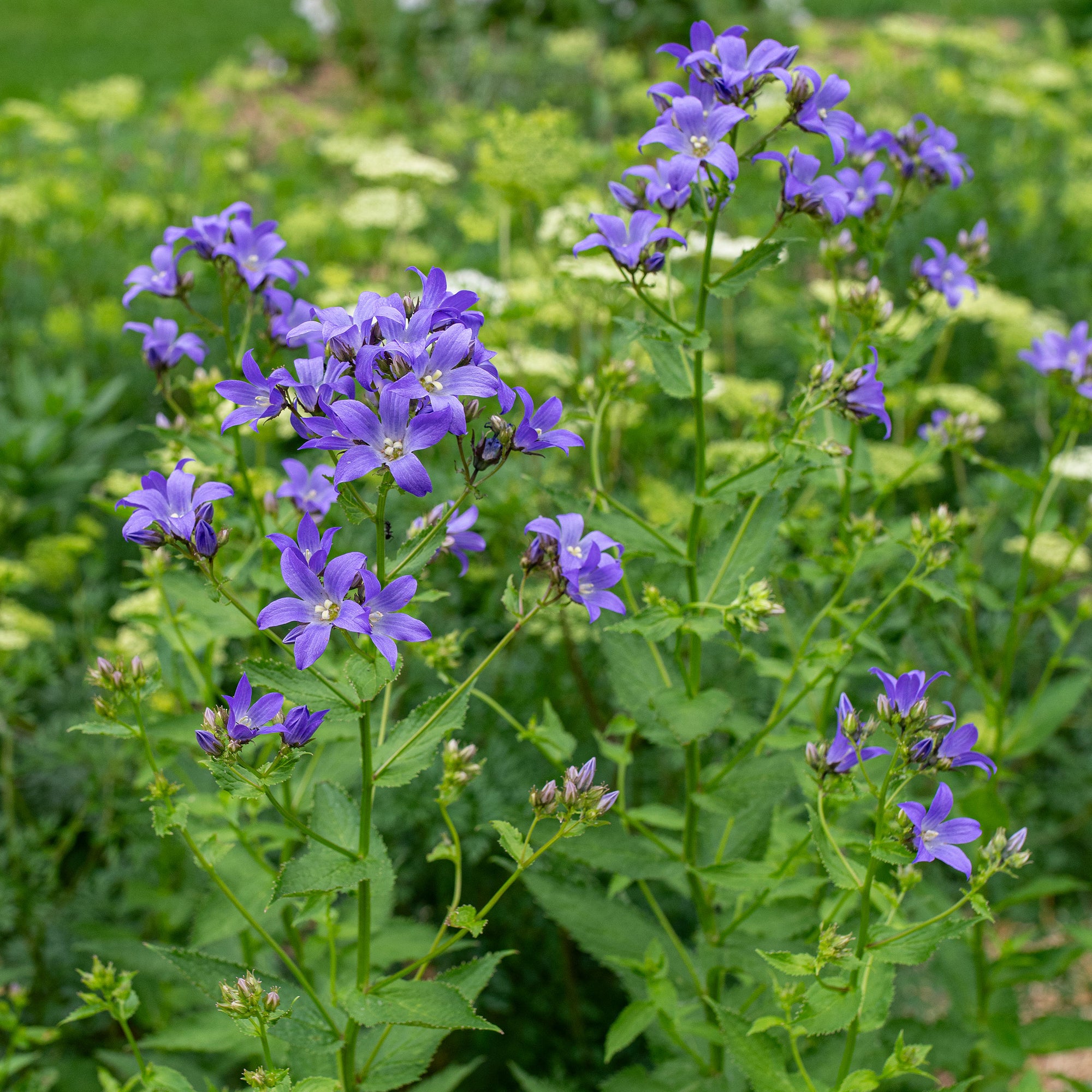 Bellfower 'Brantwood'