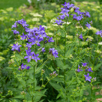 
    



Bellfower 'Brantwood'
