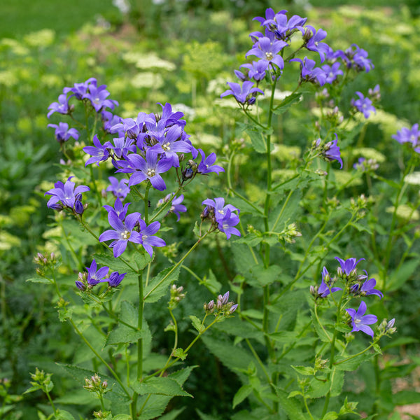 Bellfower 'Brantwood'