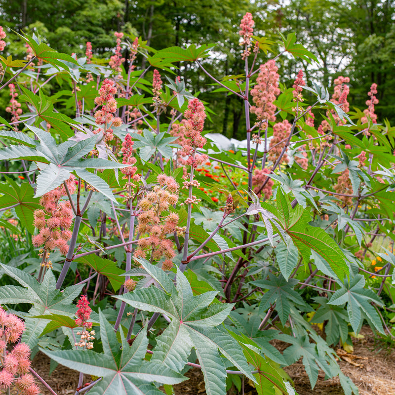 
  



Castor Oil Bean 'Carmencita Pink'
