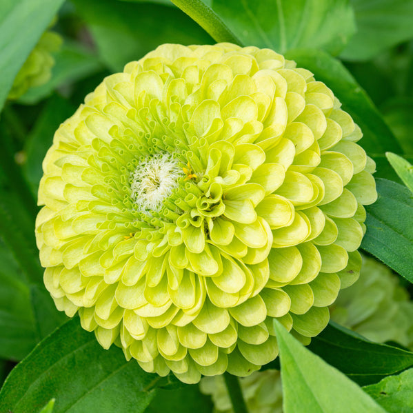 giant zinnia flower seeds Zinnia 'Benary's Giant Lime' seeds