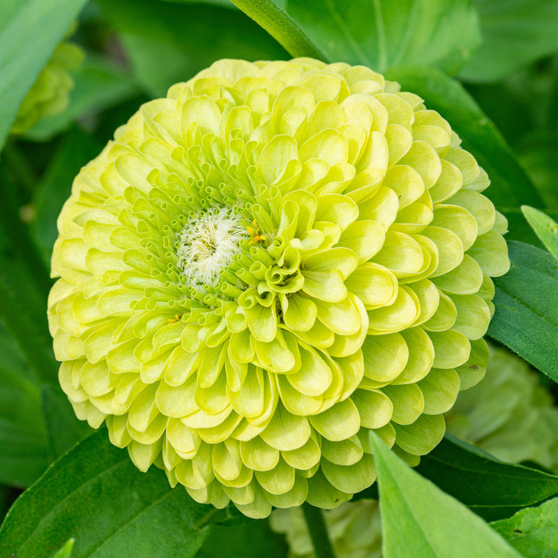 lime seeds for planting Bulk Zinnia Seeds