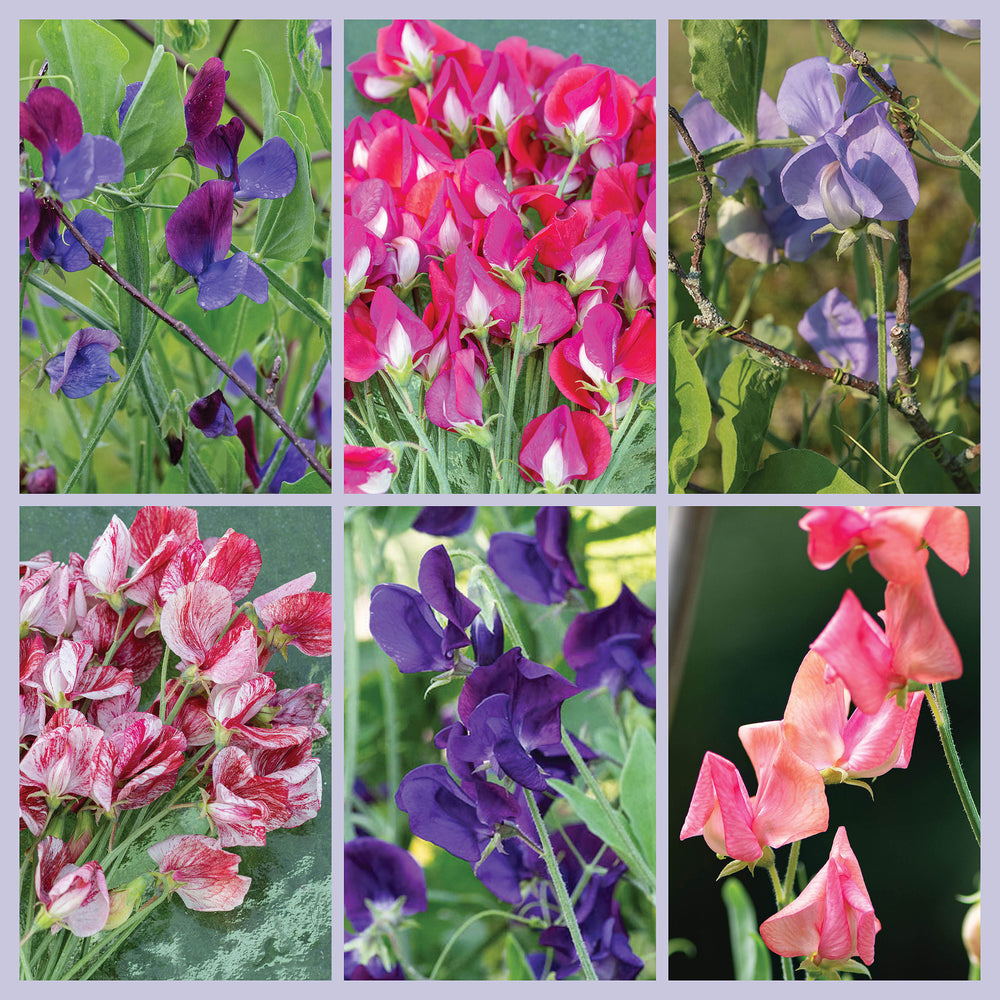 sweet pea flower seed Sweet Pea 'Heirloom Fragrance' Seed Collection