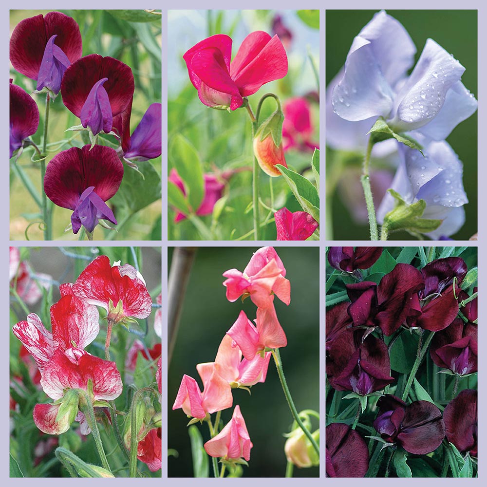 Sweet Pea 'Heirloom Fragrance' Plant Collection - S1