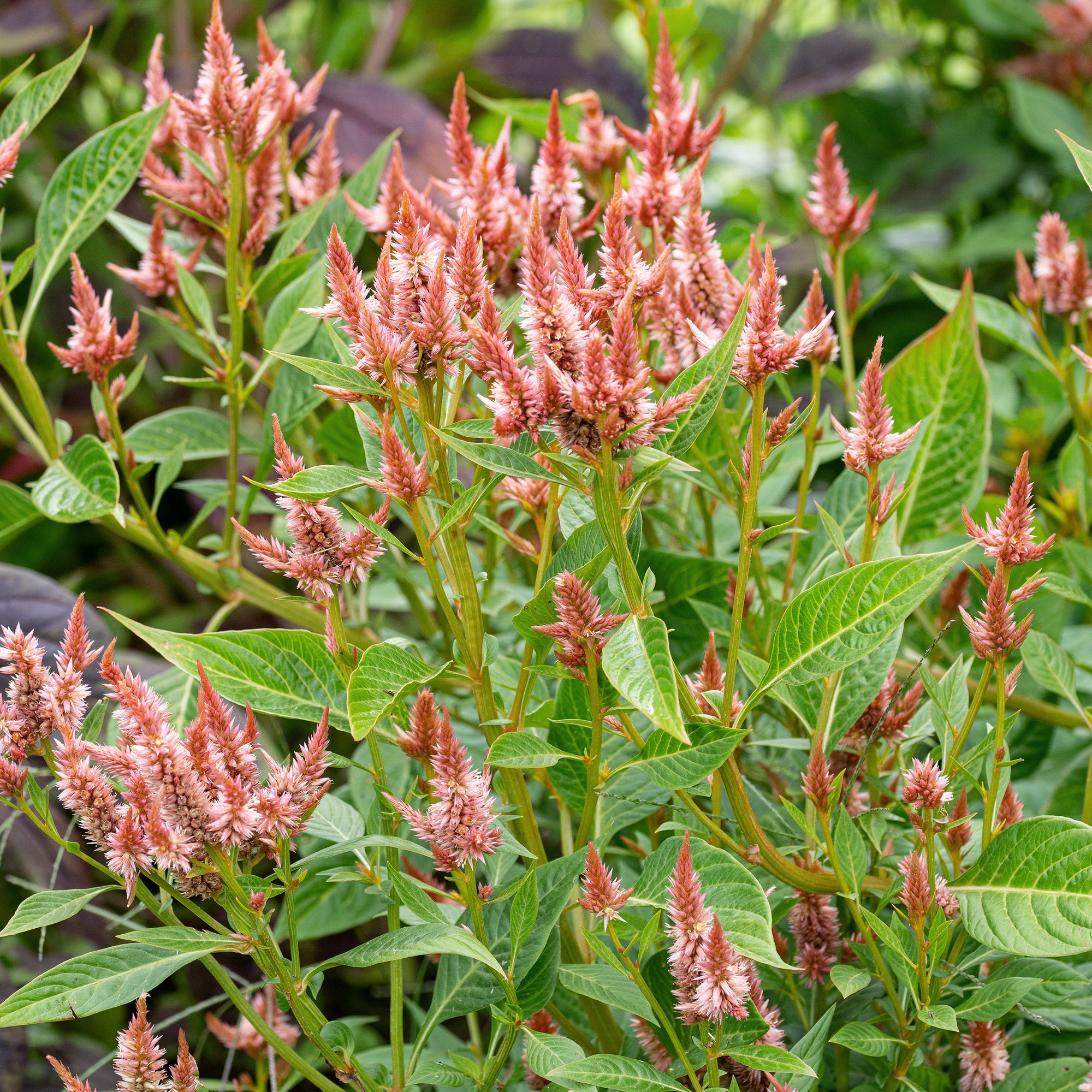 Celosia 'Celway™ Terracotta'