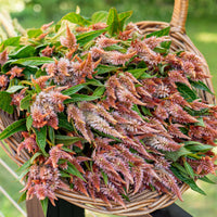 
    



Celosia 'Celway™ Terracotta'
