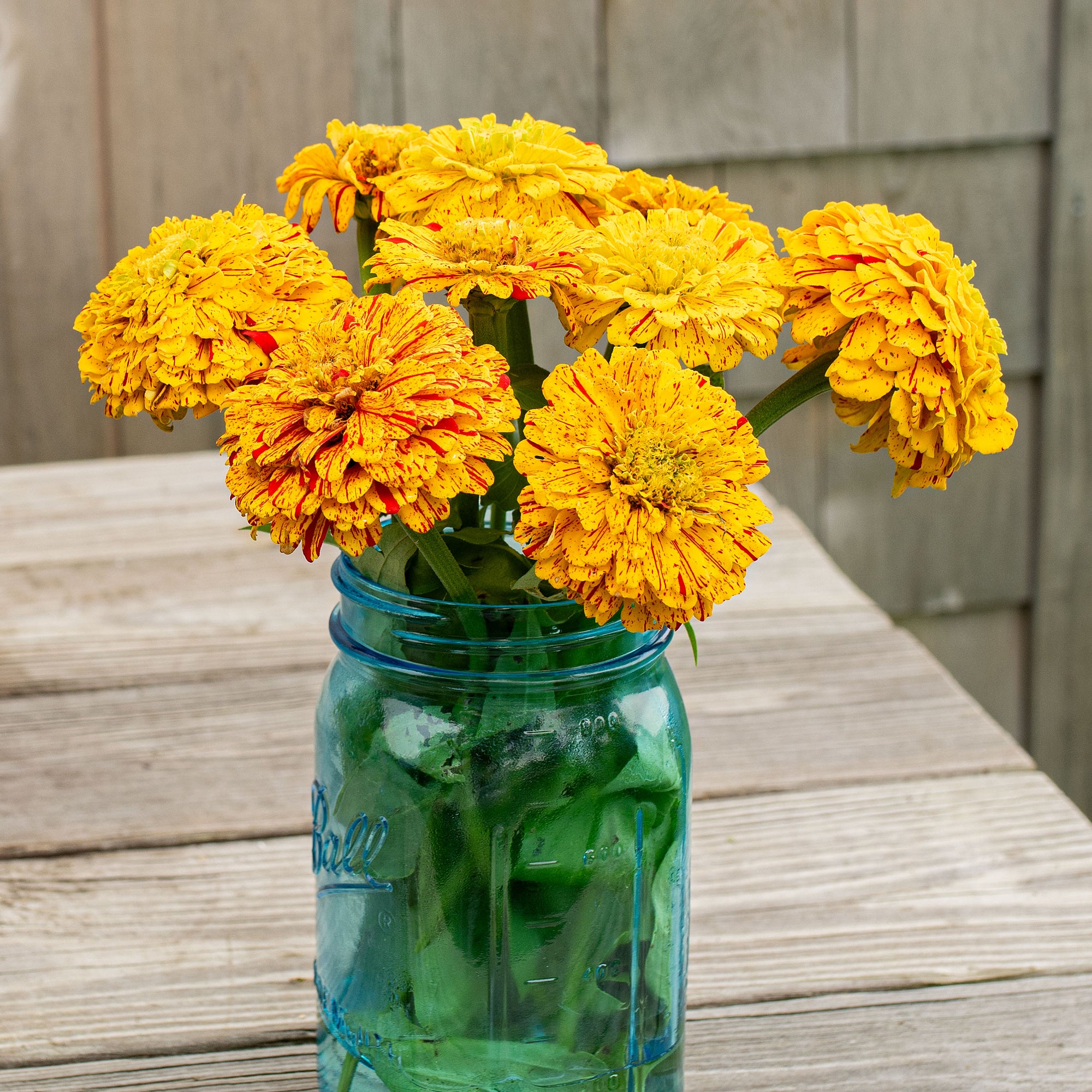 Zinnia 'Pop Art Golden & Red'