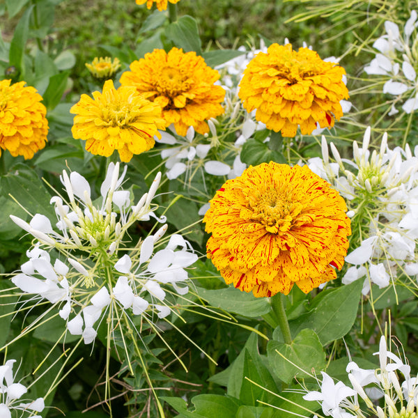 Zinnia 'Pop Art Golden & Red'