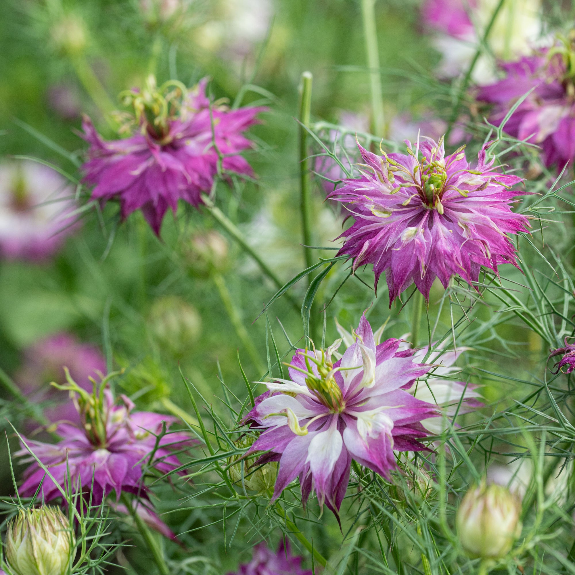 love in rose seeds Nigella Mulberry Rose Seeds