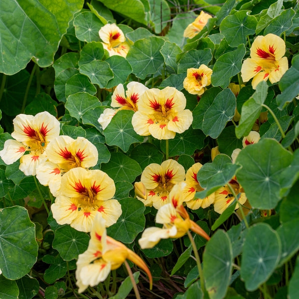planting nasturtium seeds in fall Nasturtium 'Ladybird Cream Purple Spot'