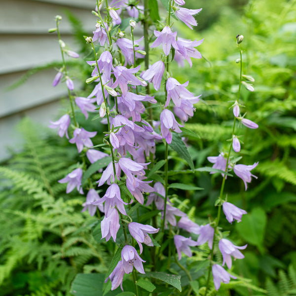 lavender bells plant Ladybells seeds