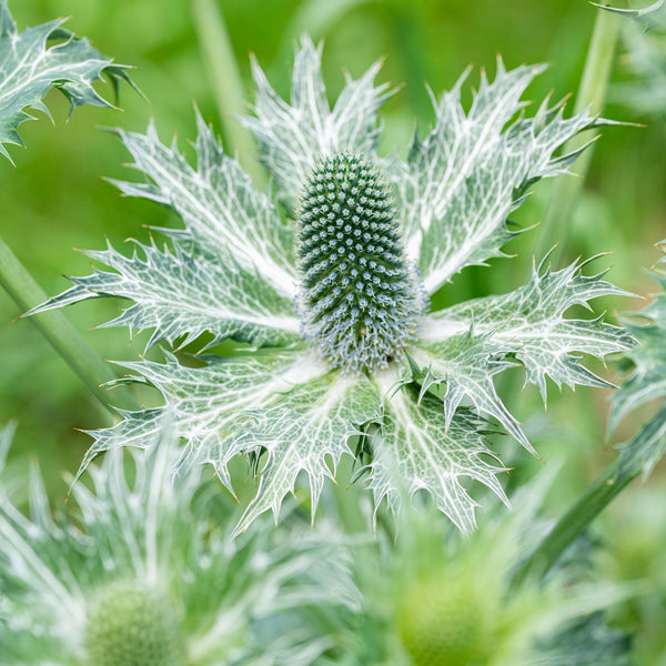 Sea Holly 'Miss Willmott's Ghost'