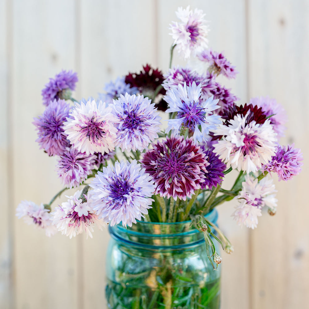 Cornflower 'Classic Magic'