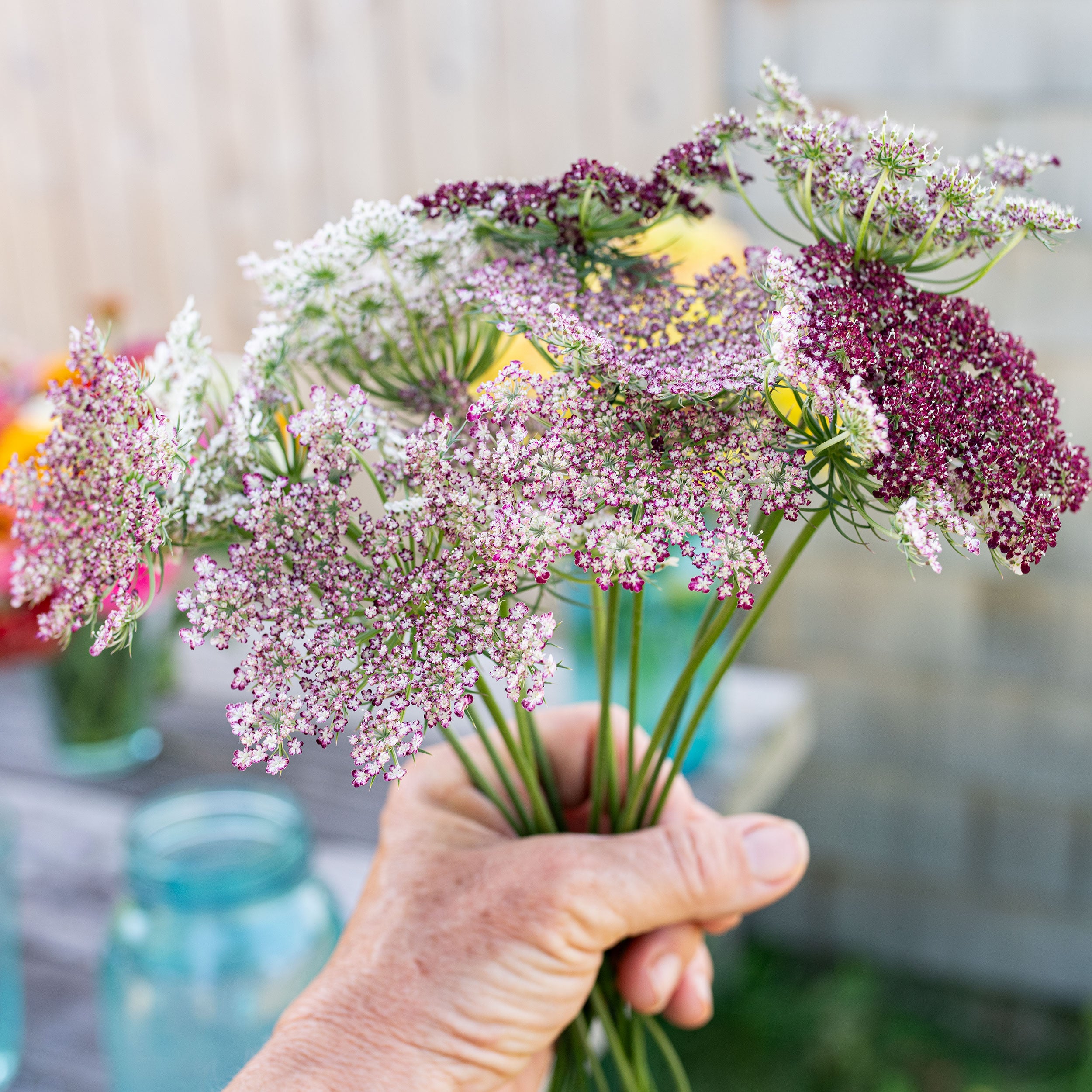 Queen Anne's Lace 'Dara' plants