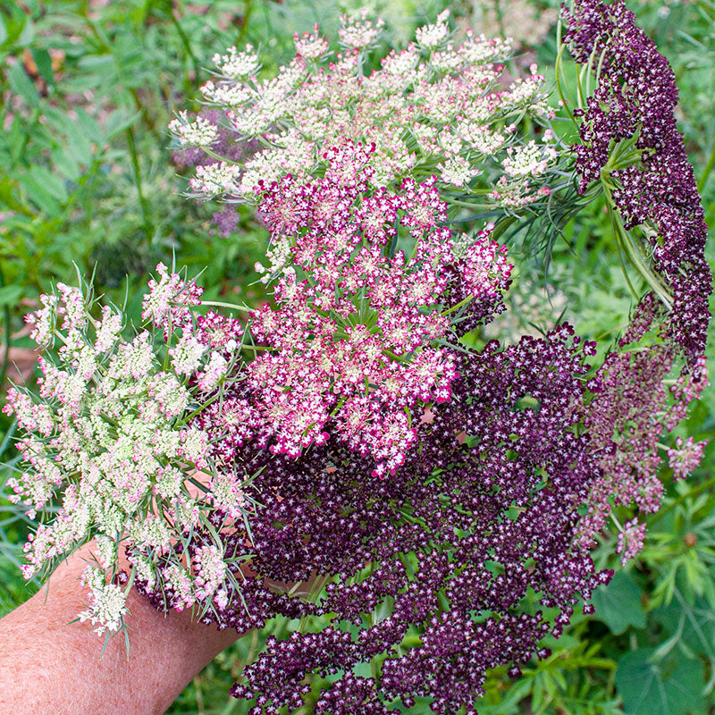 Queen Anne's Lace 'Dara' - S2