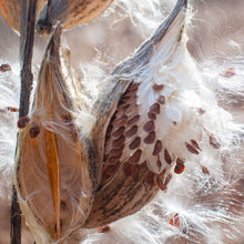 Milkweed - Common