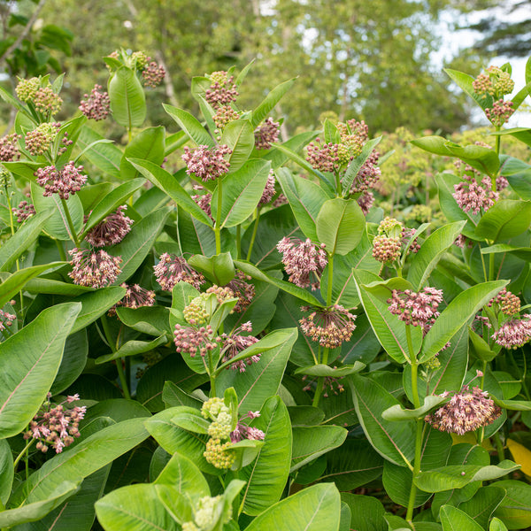 fertilizing milkweed plants Common Milkweed seeds