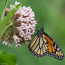 Milkweed - Common
