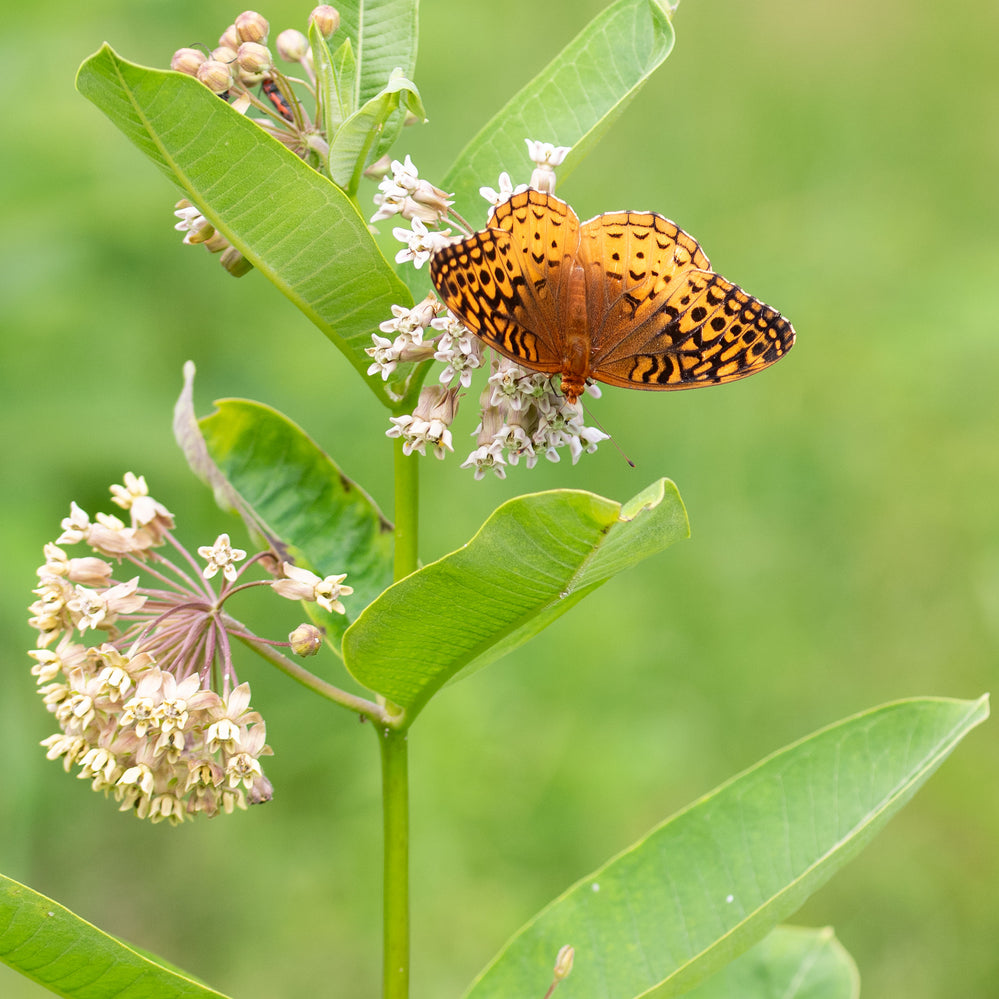 Milkweed - Common