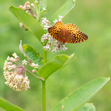 Milkweed - Common
