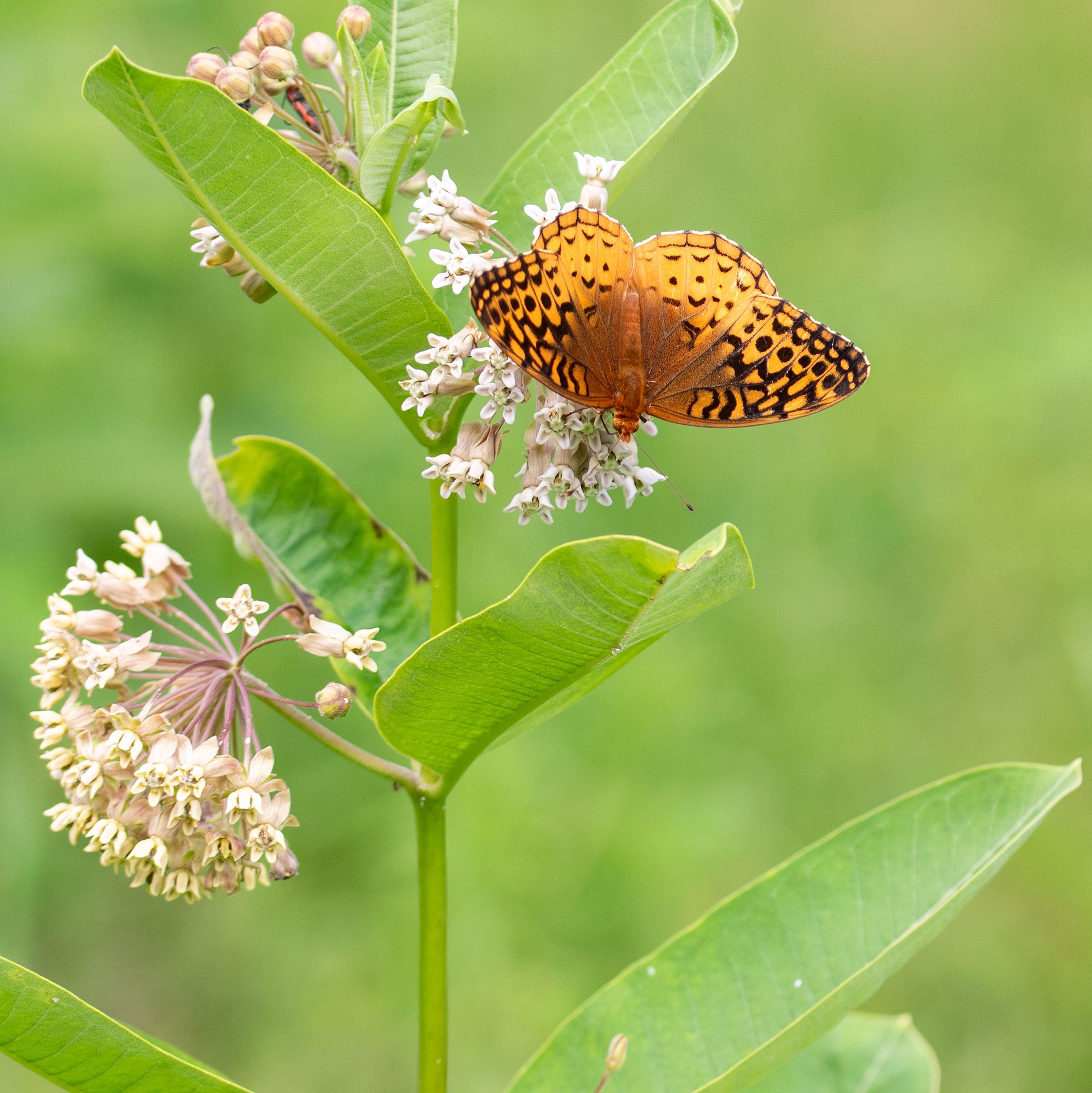 Milkweed - Common