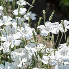 Agrostemma 'Ocean Pearls'