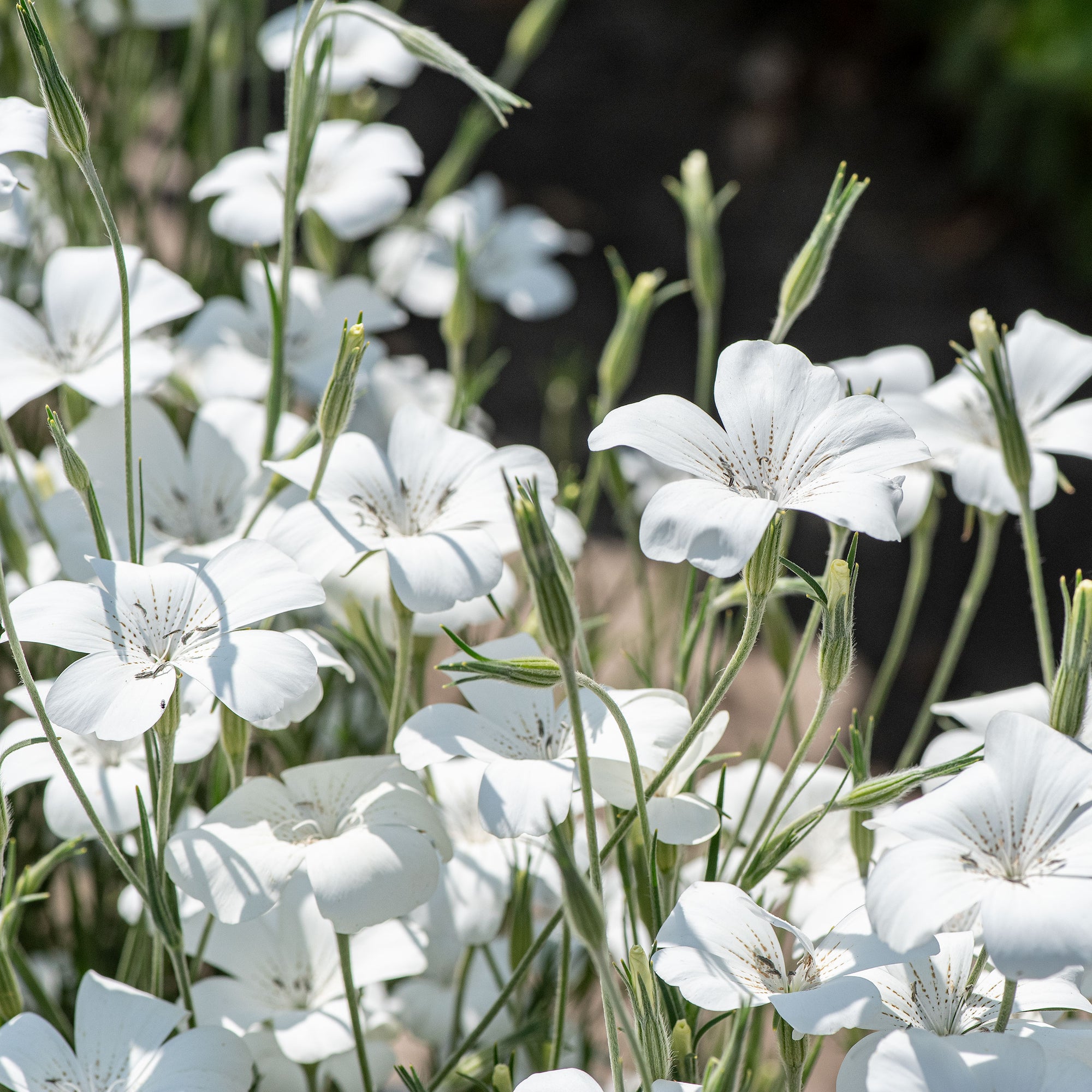 Agrostemma 'Ocean Pearls'