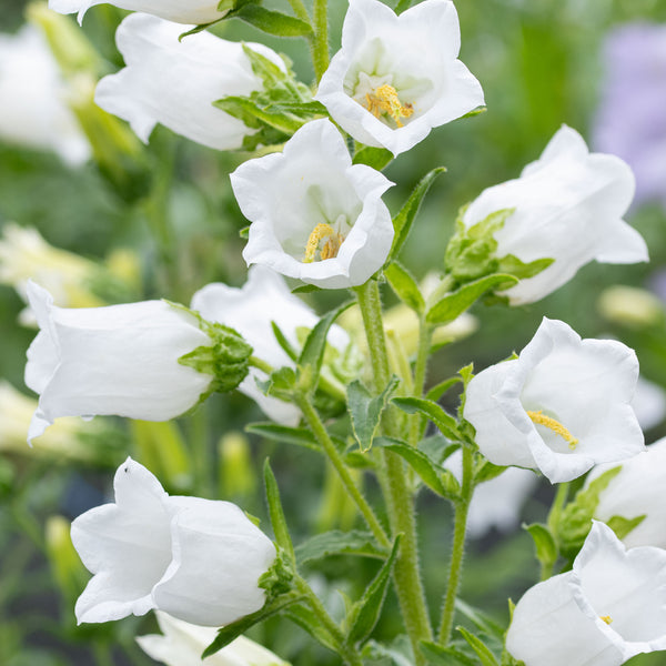 plant with hanging white bells Canterbury Bells 'White' seeds