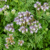 
    



Phacelia - Lacy Organic
