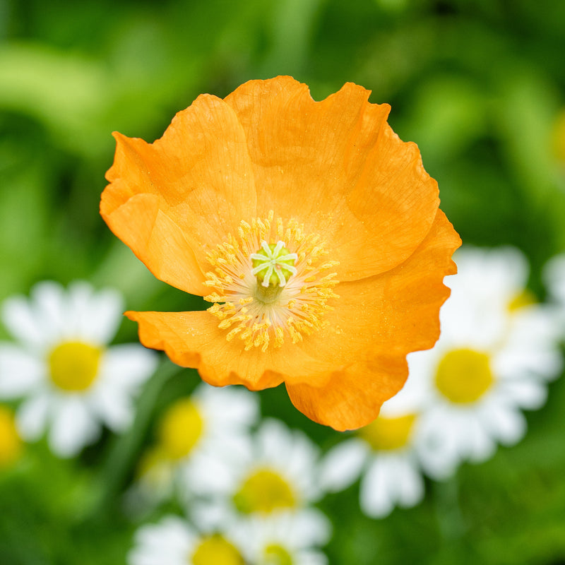 orange poppy flower seeds Spanish Poppy seeds