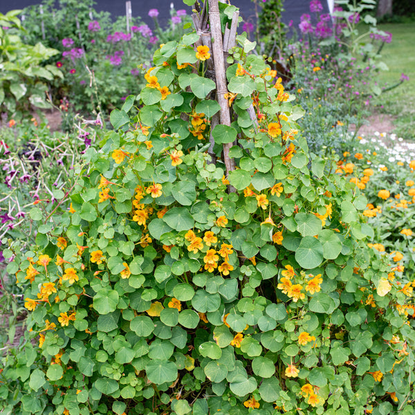 Climbing Nasturtium 'Elf's Cap' seeds