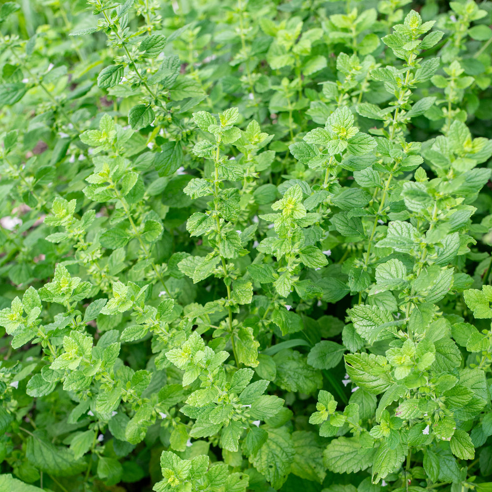 Lemon Balm Organic