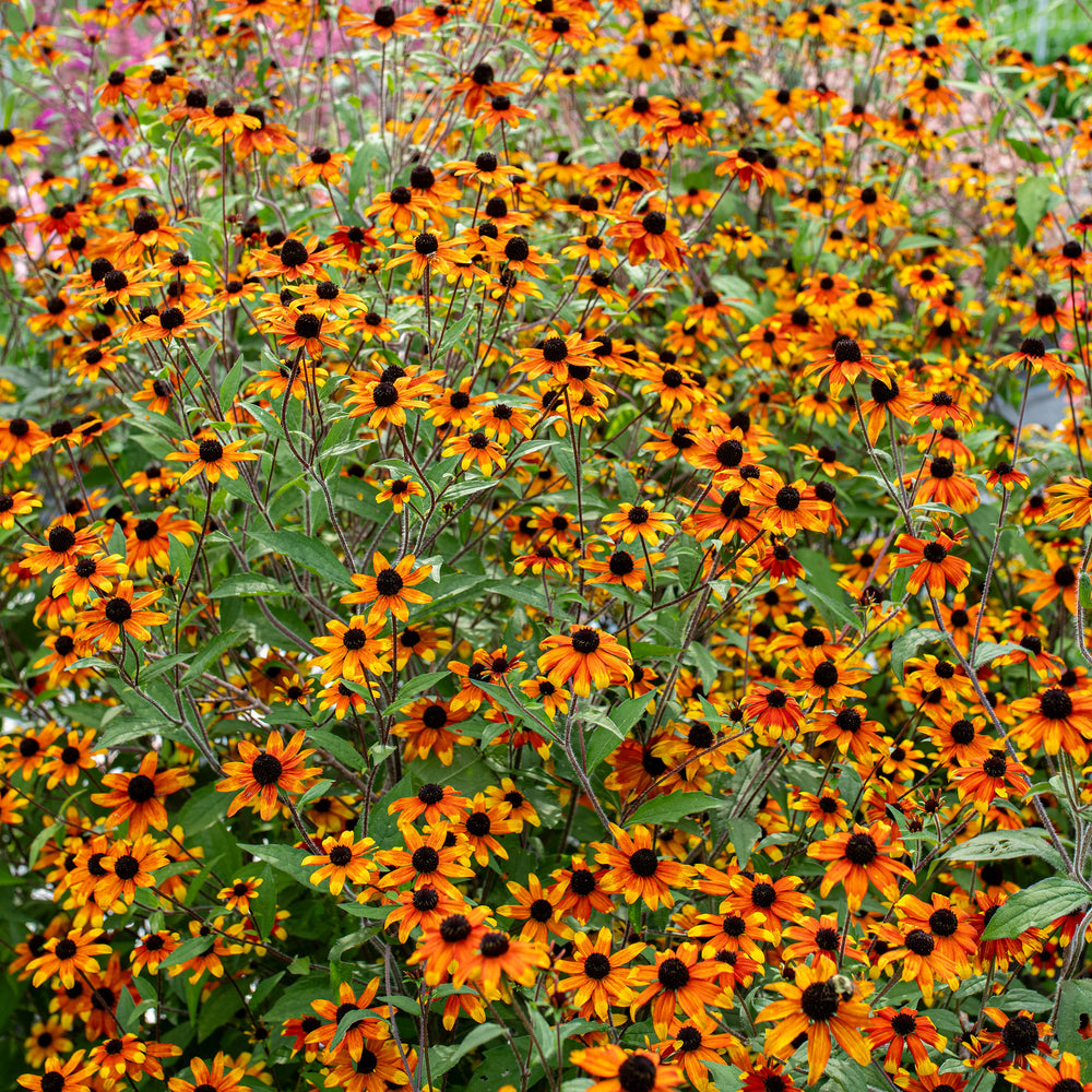 Rudbeckia 'Prairie Glow'